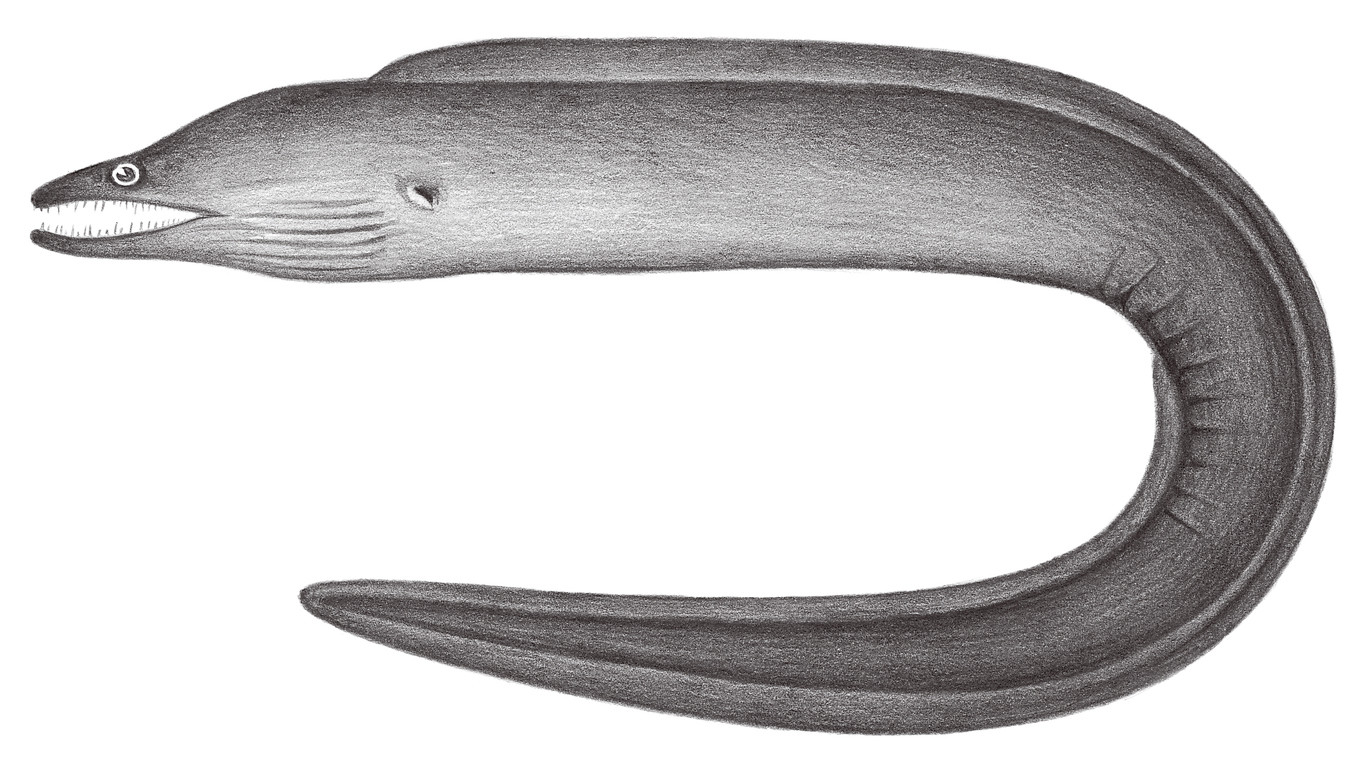 195.	比吉尼鈎吻鱔 Enchelycore bikiniensis (Schultz, 1953)