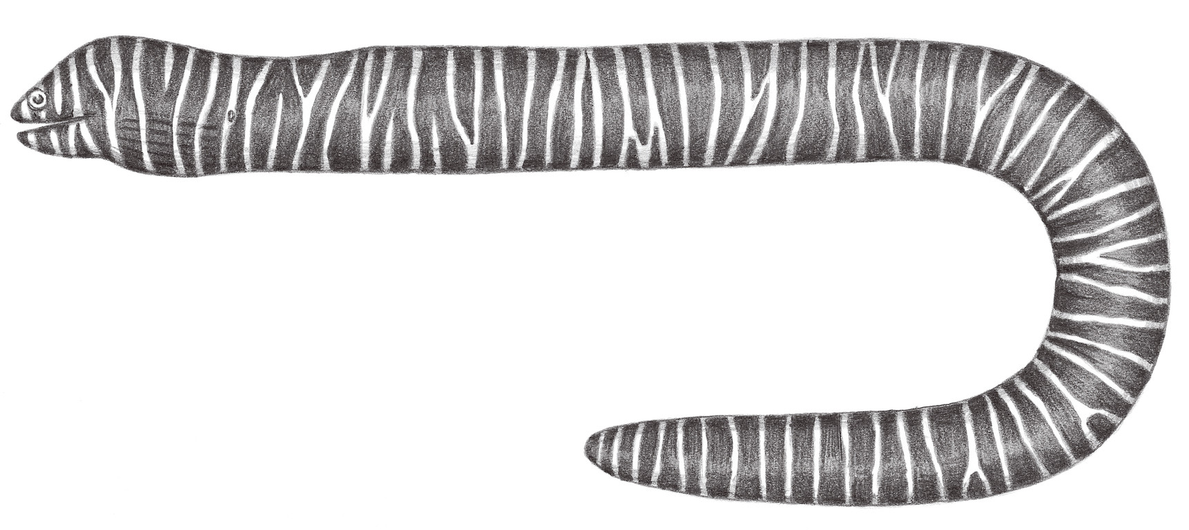 199.	條紋裸海鱔 Gymnomuraena zebra (Shaw, 1797)