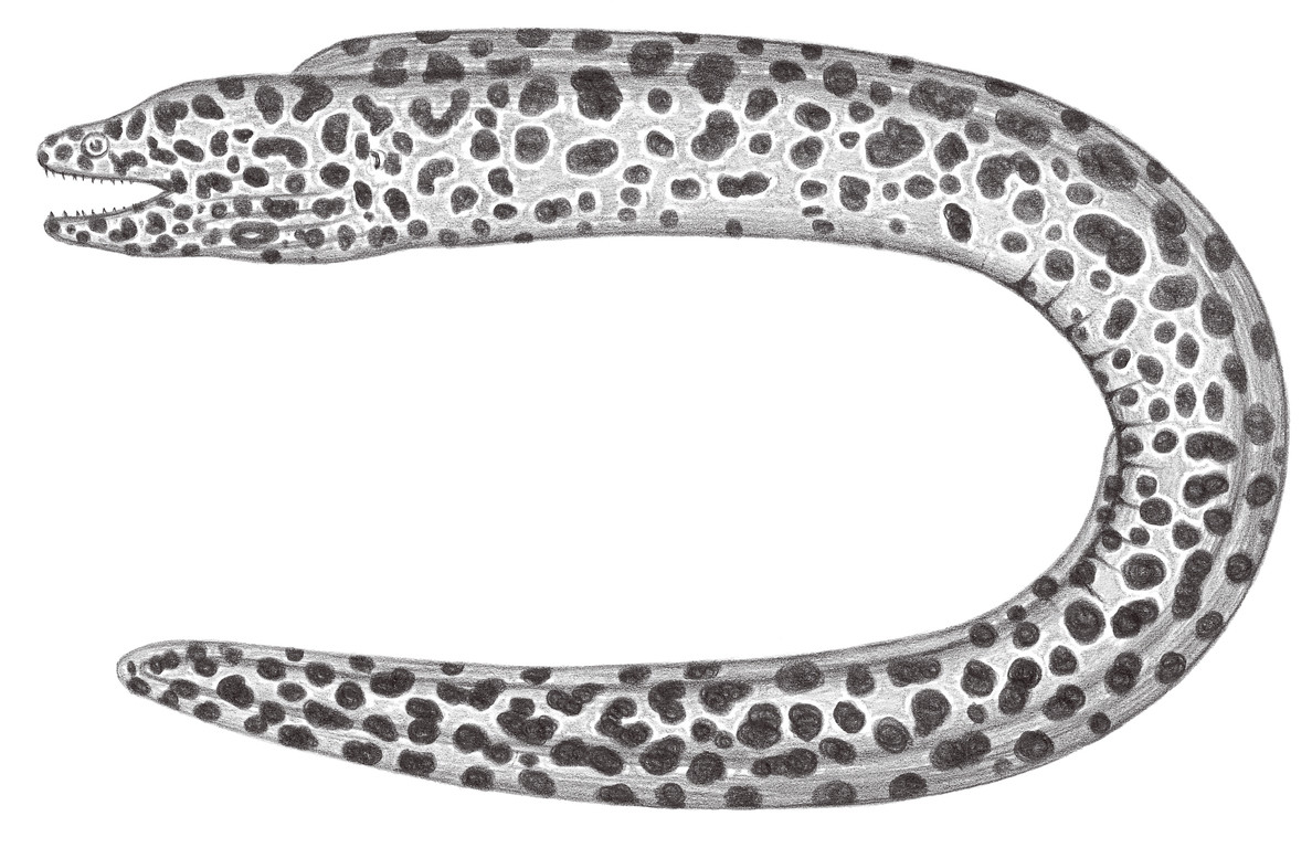206.	豆點裸胸鱔 Gymnothorax favagineus Bloch & Schneider, 1801