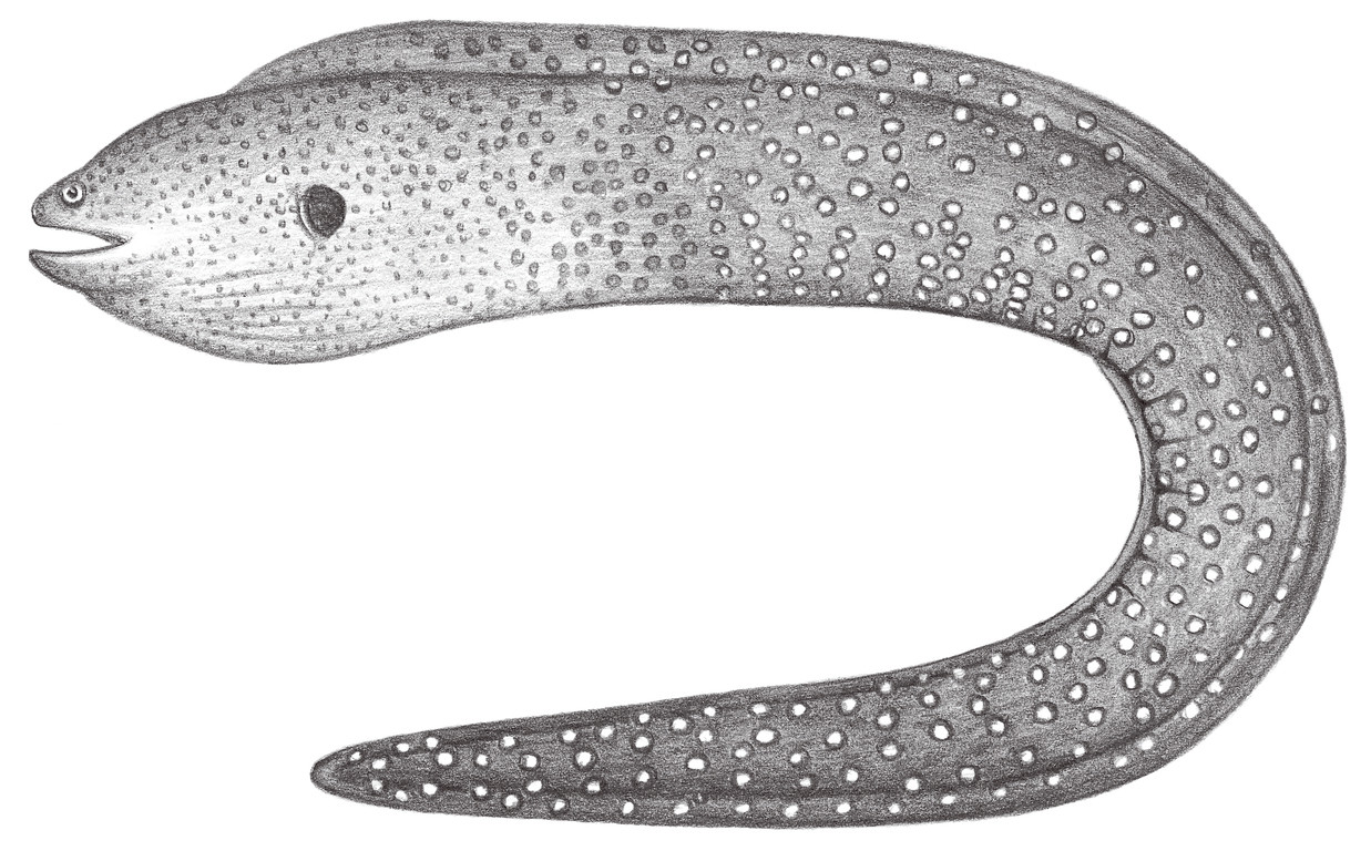 221.	裸鋤裸胸鱔 Gymnothorax nudivomer (Playfair & Günther, 1866)