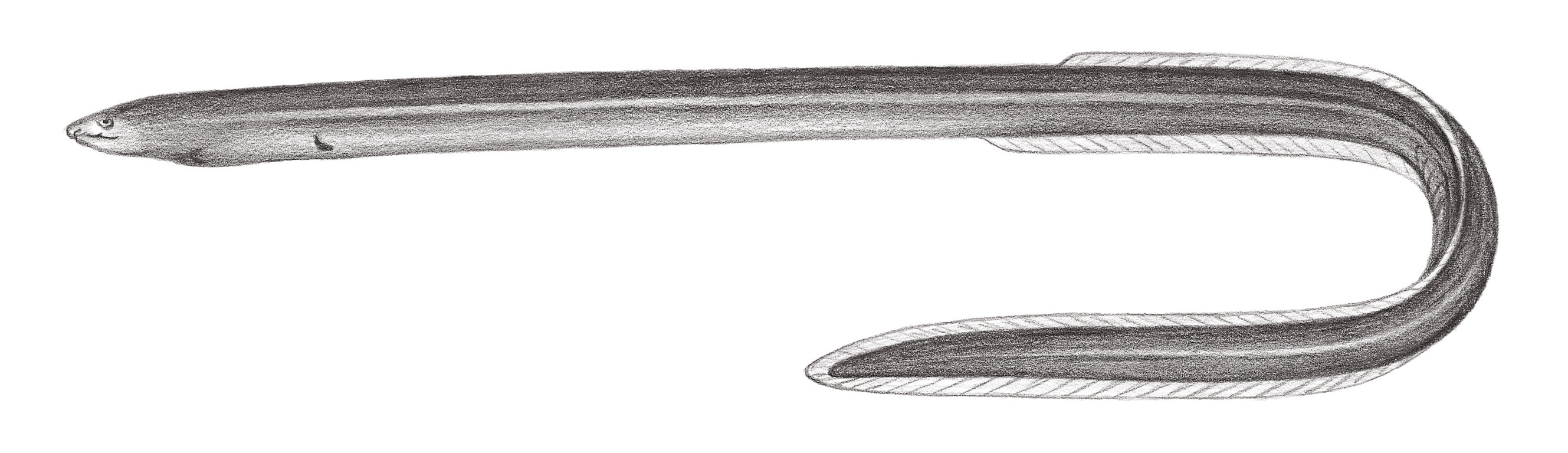 246.	裸蟲鰻 Muraenichthys gymnotus Bleeker, 1857