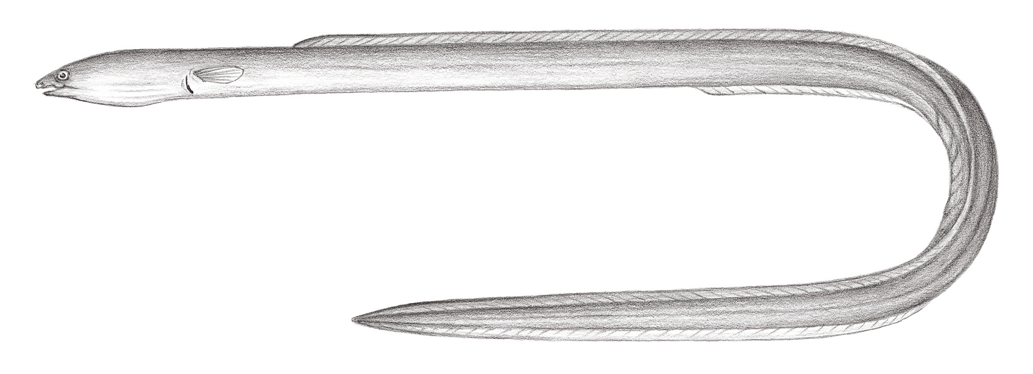 259.	雜食荳齒鰻 Pisodonophis boro (Hamlton-Buchanan, 1822)