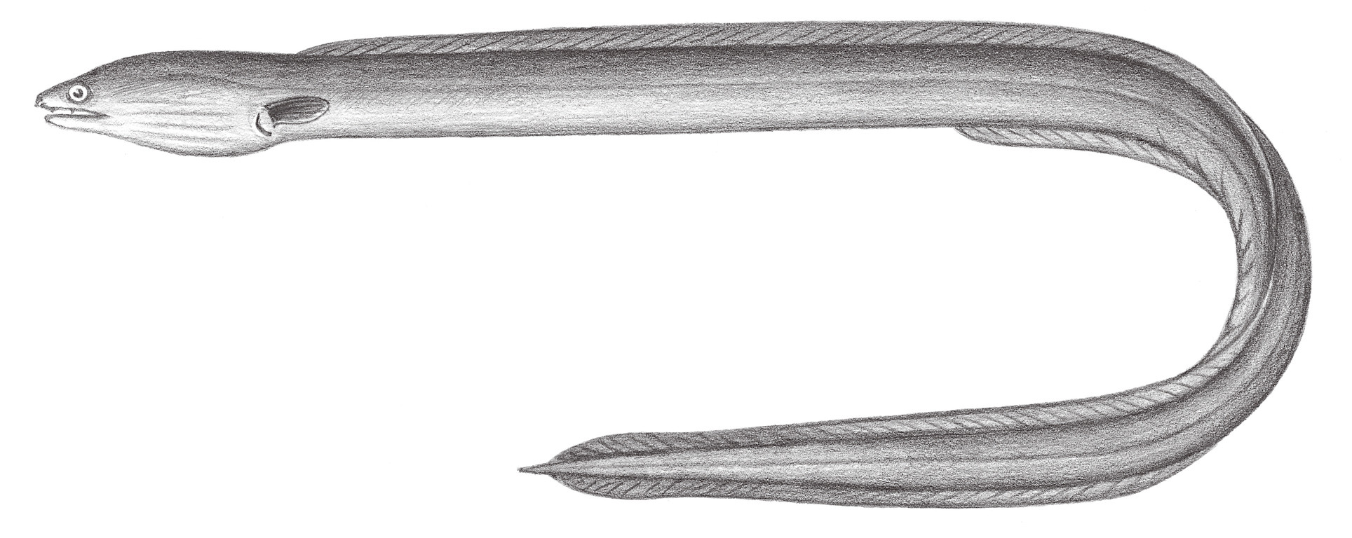 260.	食蟹荳齒鰻 Pisodonophis cancrivorus (Richardson, 1844)