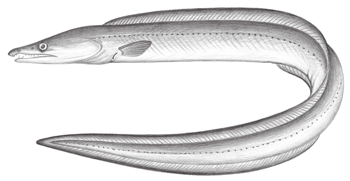 261.	百吉海鰻 Muraenesox bagio (Hamilton, 1822)