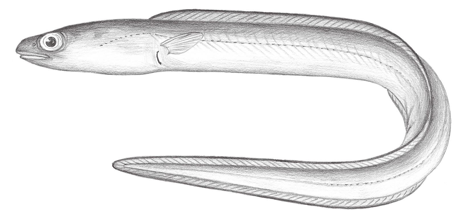 271.	大錐體康吉鰻 Ariosoma shiroanago major (Asano, 1958)