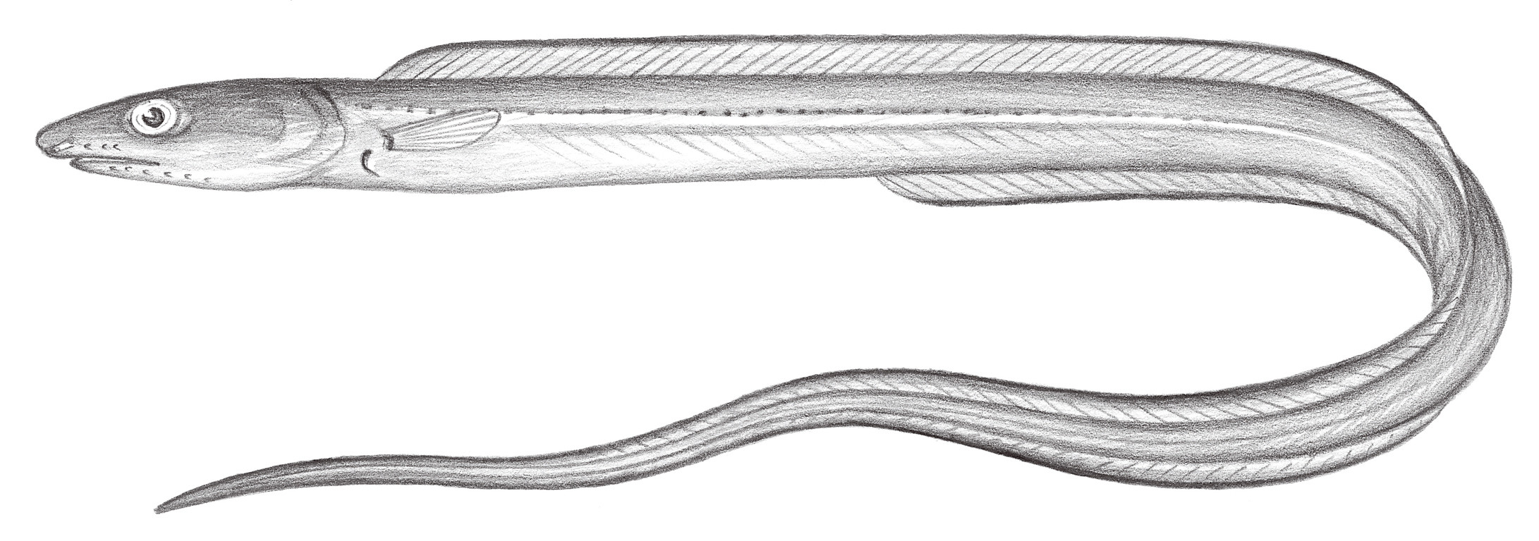 277.	短吻纖尾糯鰻 Rhynchoconger ectenurus (Jordan & Richardson, 1909)