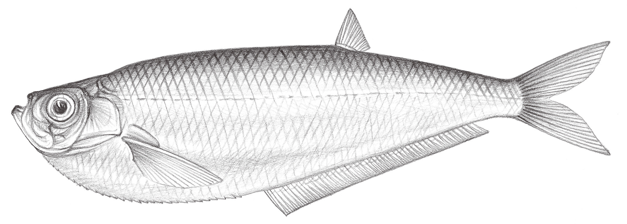 File:Largemouth bass fish underwater animal in natural habitat ...