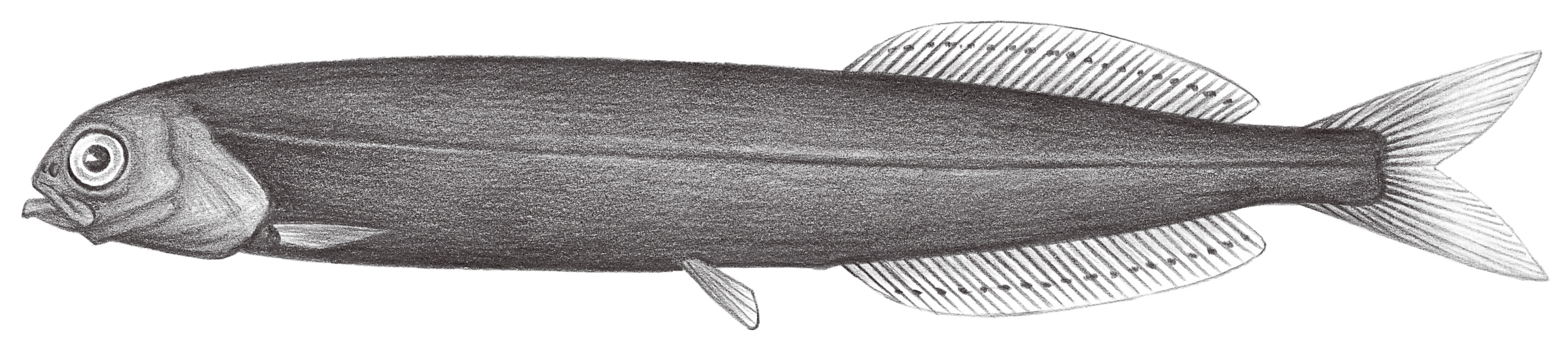 391.	平額魚 Xenodernichthys nodulosus Günther, 1878