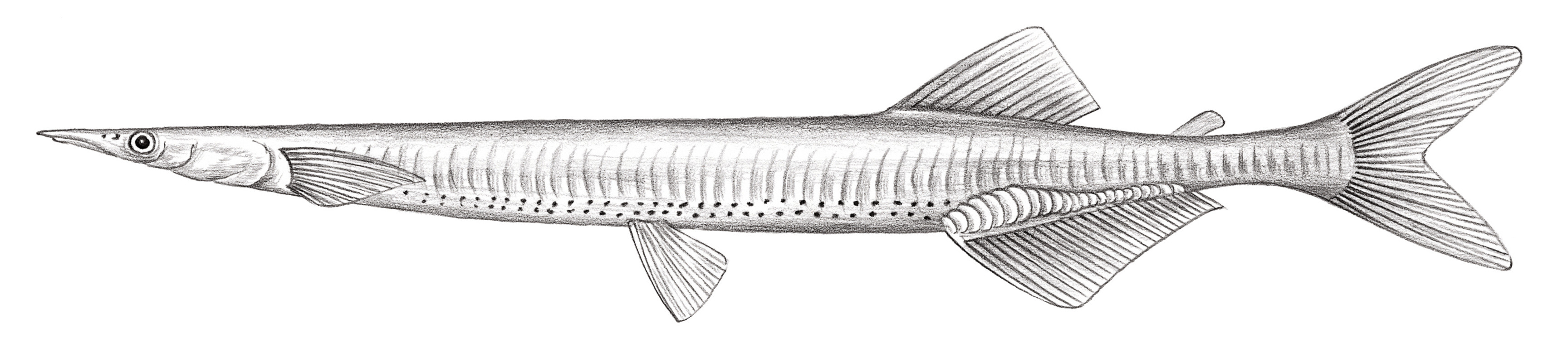 395.	有明銀魚 Salanx ariakensis Kishinouye, 1902