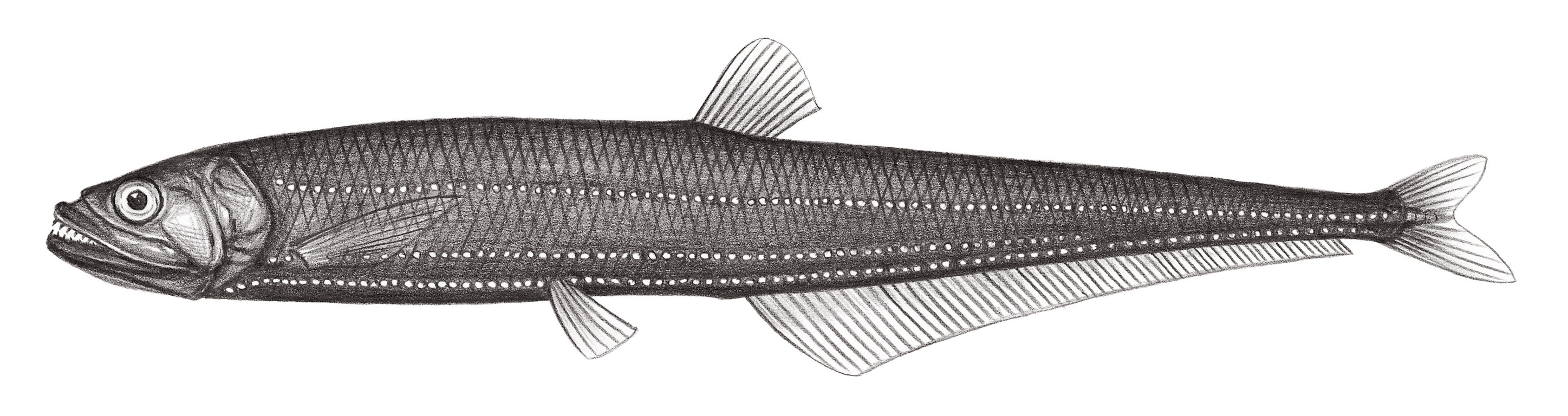 398.	東方雙光魚 Diplophos orientalis Matsubara, 1940