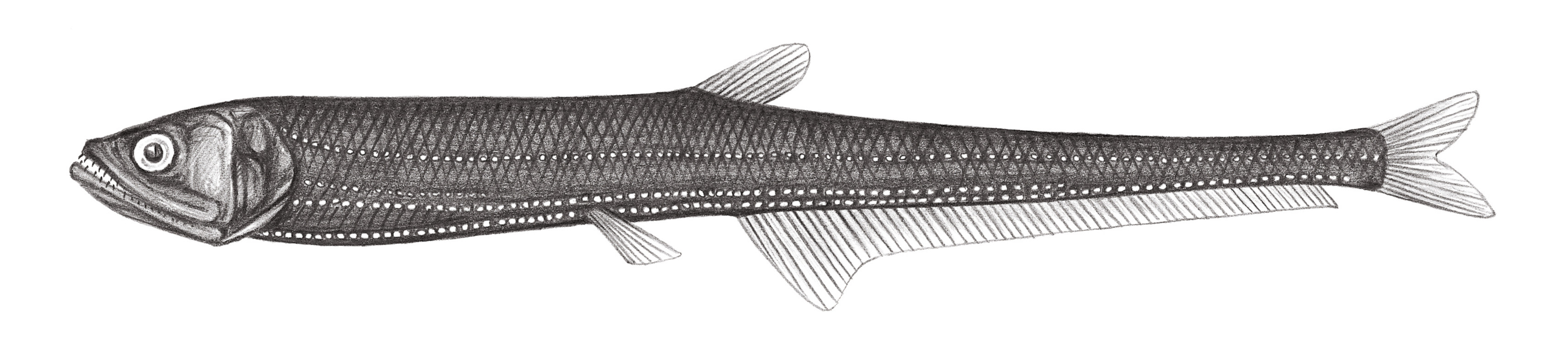 399.	細雙光魚 Diplophos taenia Günther, 1873