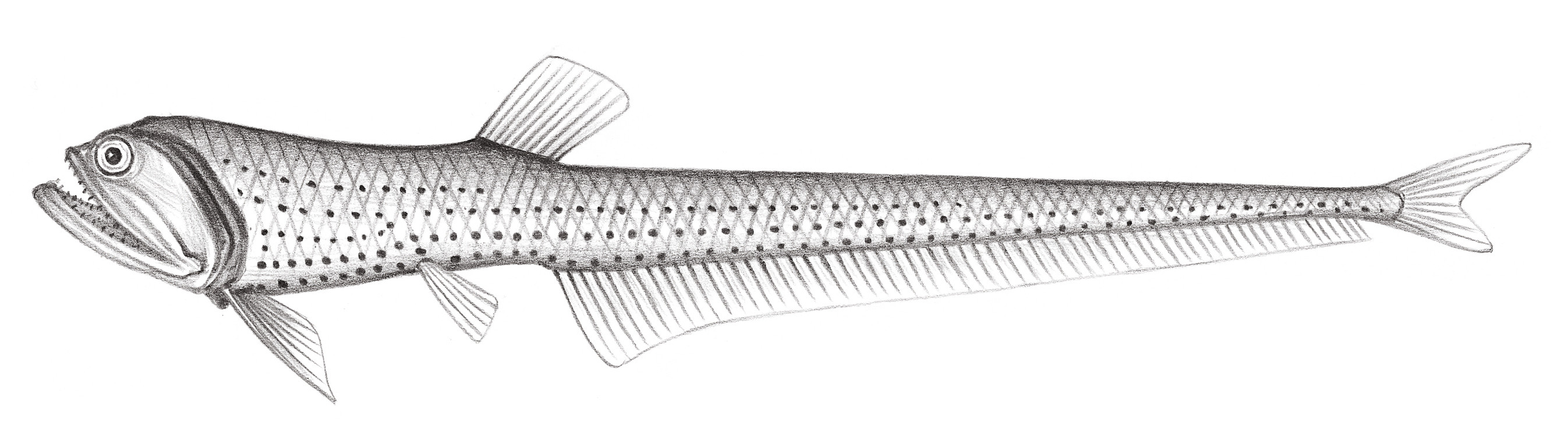 400.	海氏三光魚 Triplophos hemingi (MeArdle, 1901)