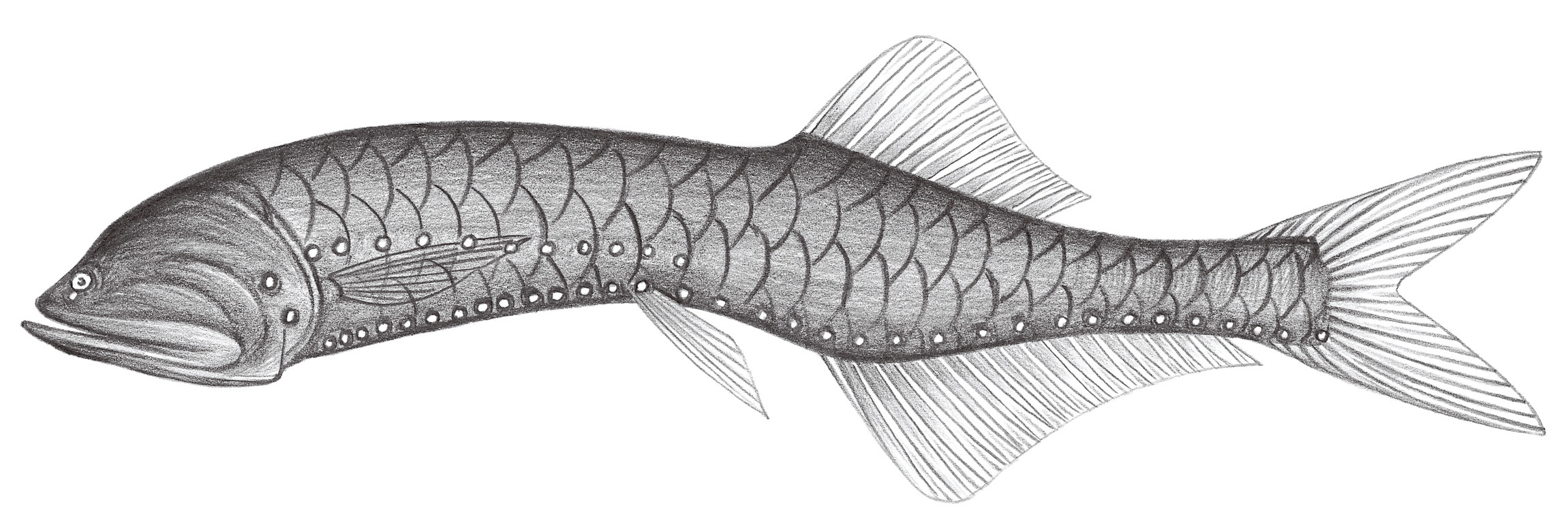 402.	黑圓罩魚 Cyclothone atraria Gilbert, 1905