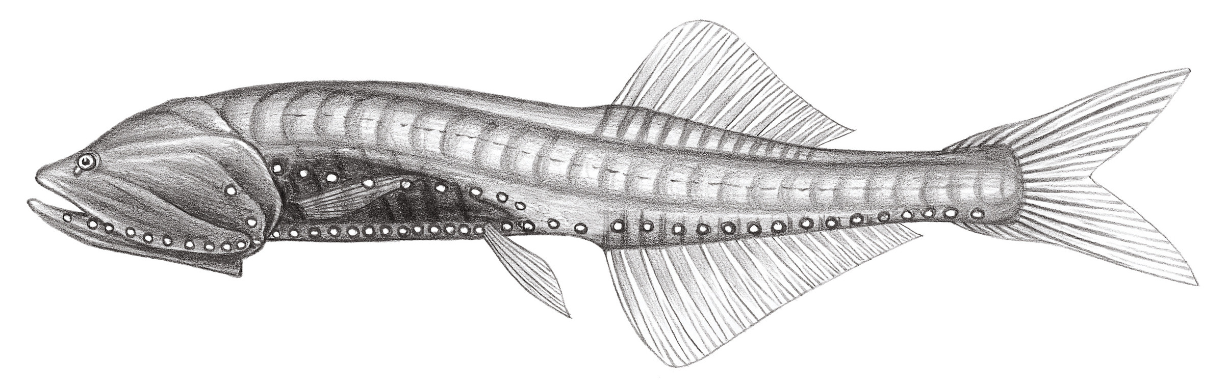 403.	薄圓罩魚 Cyclothone pallida Brauer, 1902