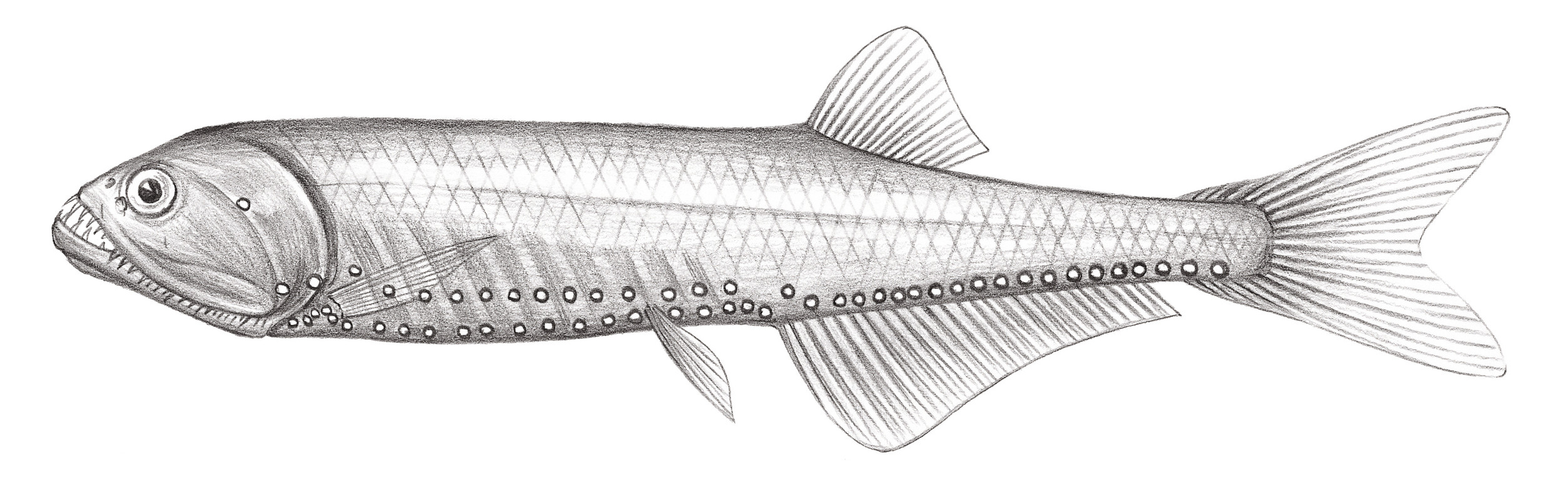 404.	大西洋鑽光魚 Gonostoma atlanticum Norman, 1930