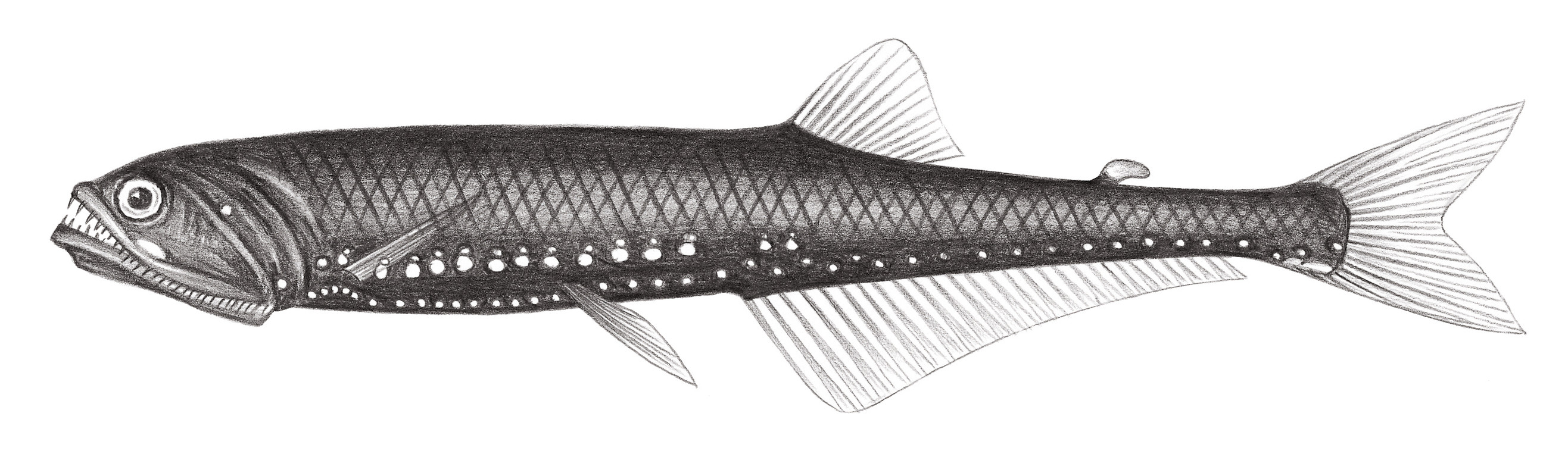 405.	長鑽光魚 Sigmops elongatum (Günther, 1878)
