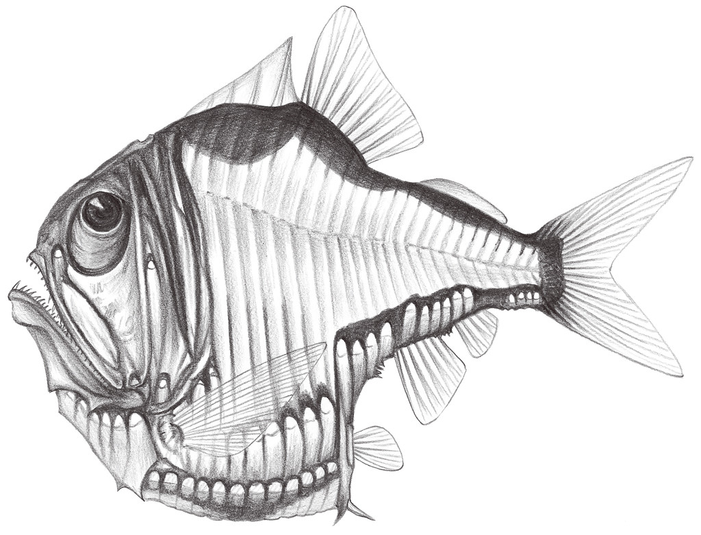 408.	棘銀斧魚 Argyropelecus aculeatus Valenciennes, 1849