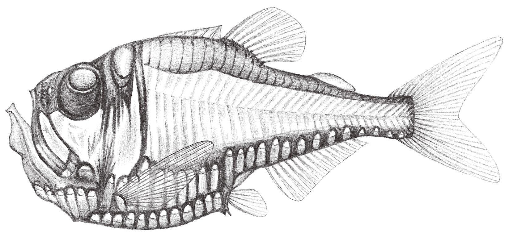 409.	長銀斧魚 Argyropelecus affinis Garman, 1899