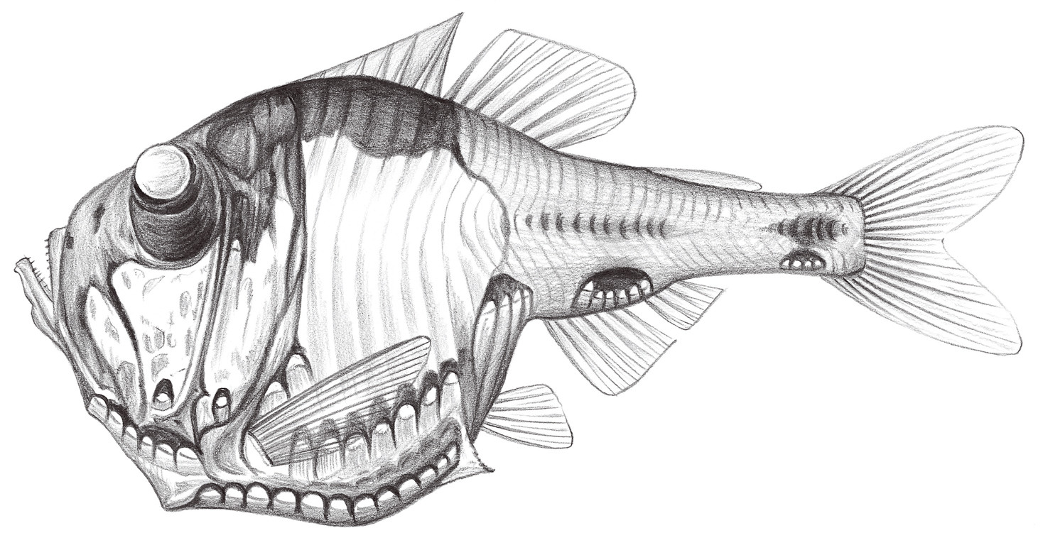 411.	半裸銀斧魚 Argyropelecus hemigymnus Cocco, 1829