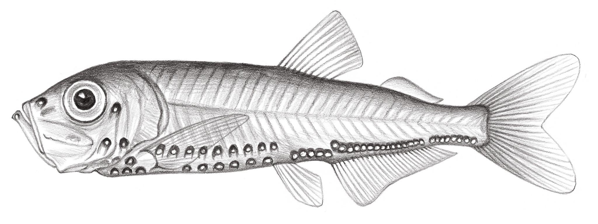 412.	穆氏光魚 Maurolicus sp. Chang & Shao, 2004