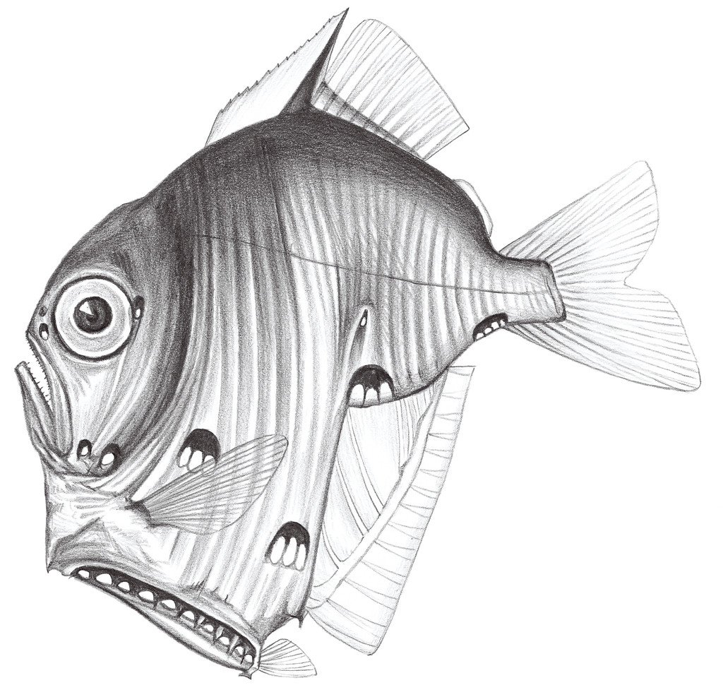 420.	擬低褶胸魚 Sternoptyx pseudobscura Baird, 1971