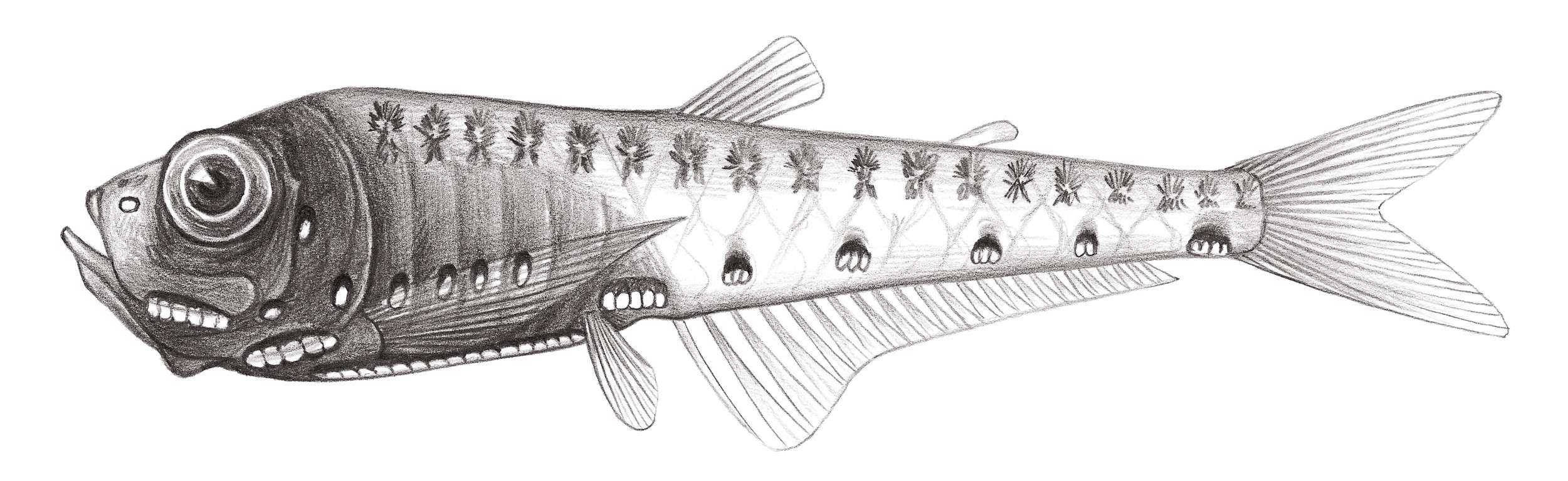 421.	三斑瓦氏光魚 Valenciennellus tripunctulatus (Esmark, 1871)
