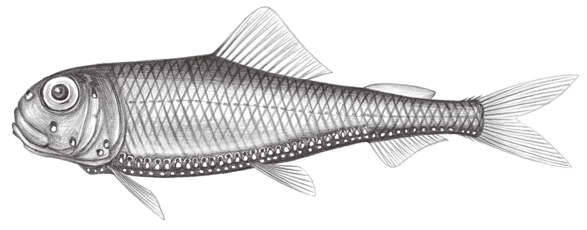 422.	長頜光魚 Ichthyococcus elongatus Imai, 1941