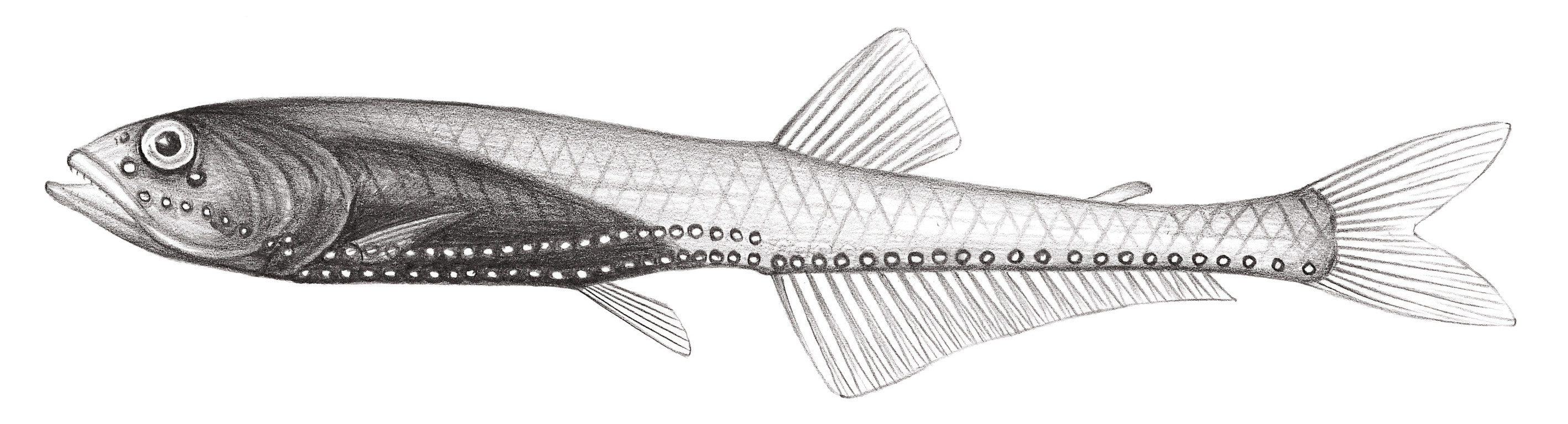 423.	毛氏光魚 Pollichthys mauli (Poll, 1953)