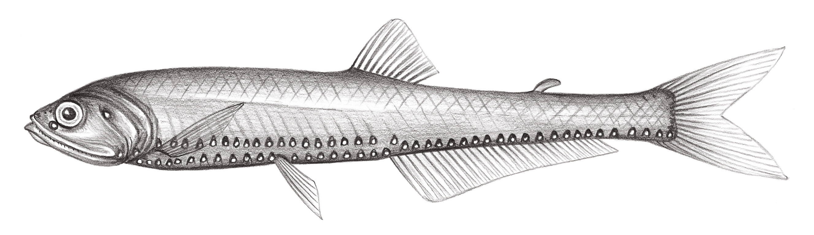 424.	長刀光魚 Polymetme elongata (Matsubara, 1938)