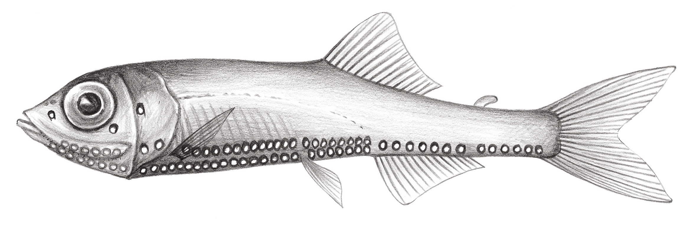 425.	狹串光魚 Vinciguerria attenuata (Cocco, 1838)