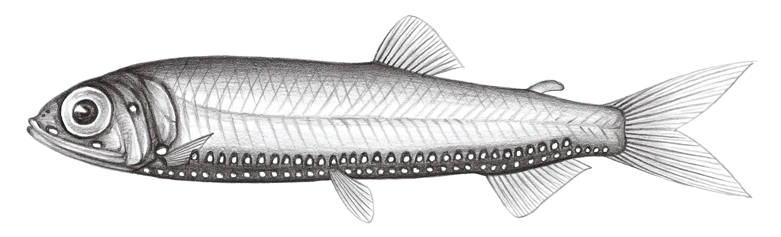 427.	伍氏光魚 Woodsia nonsuchae (Beebe, 1932)