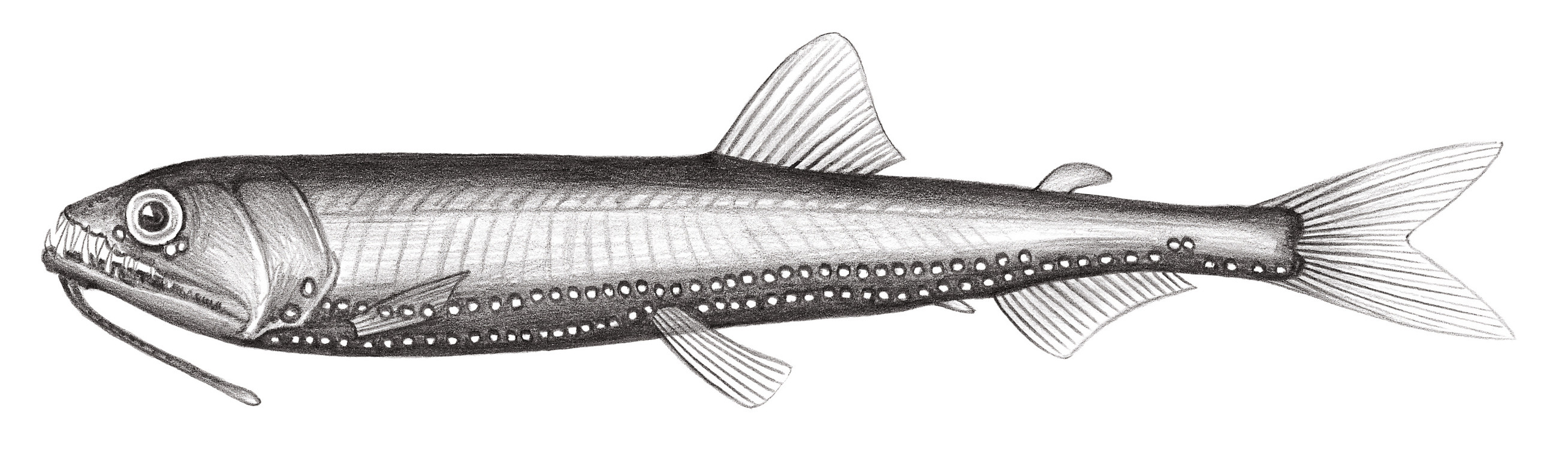 428.	金食星魚 Astronesthes chrysophekadion (Bleeker, 1849)