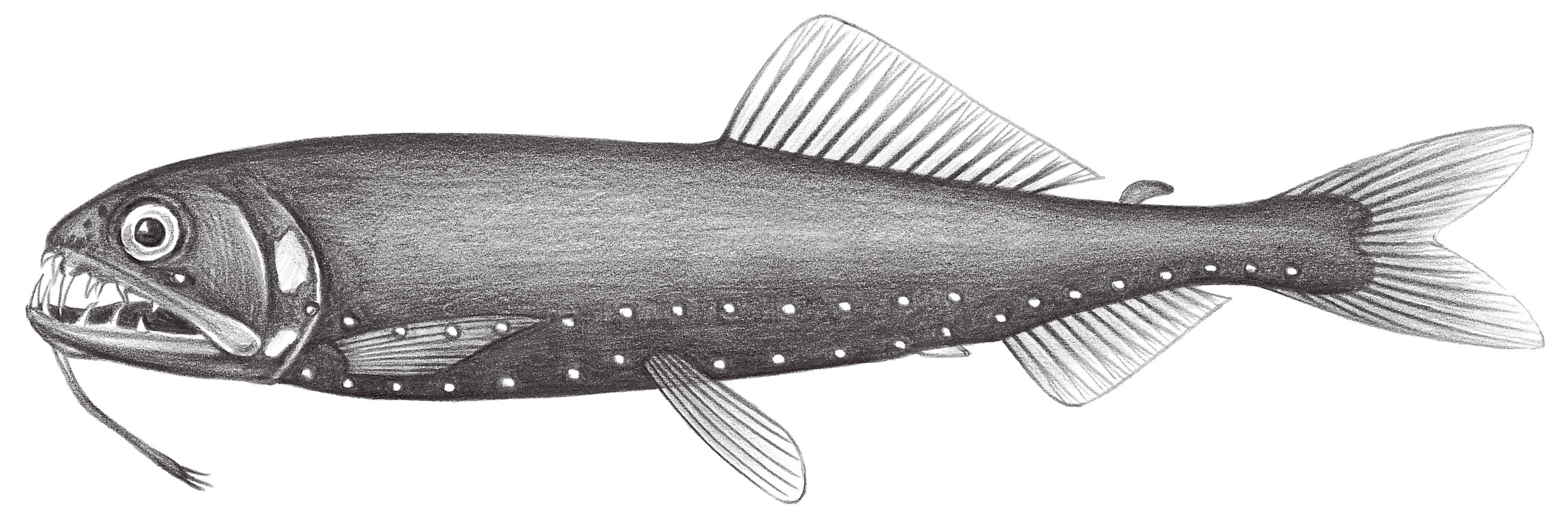 430.	印度食星魚 Astronesthes indica Brauer, 1902