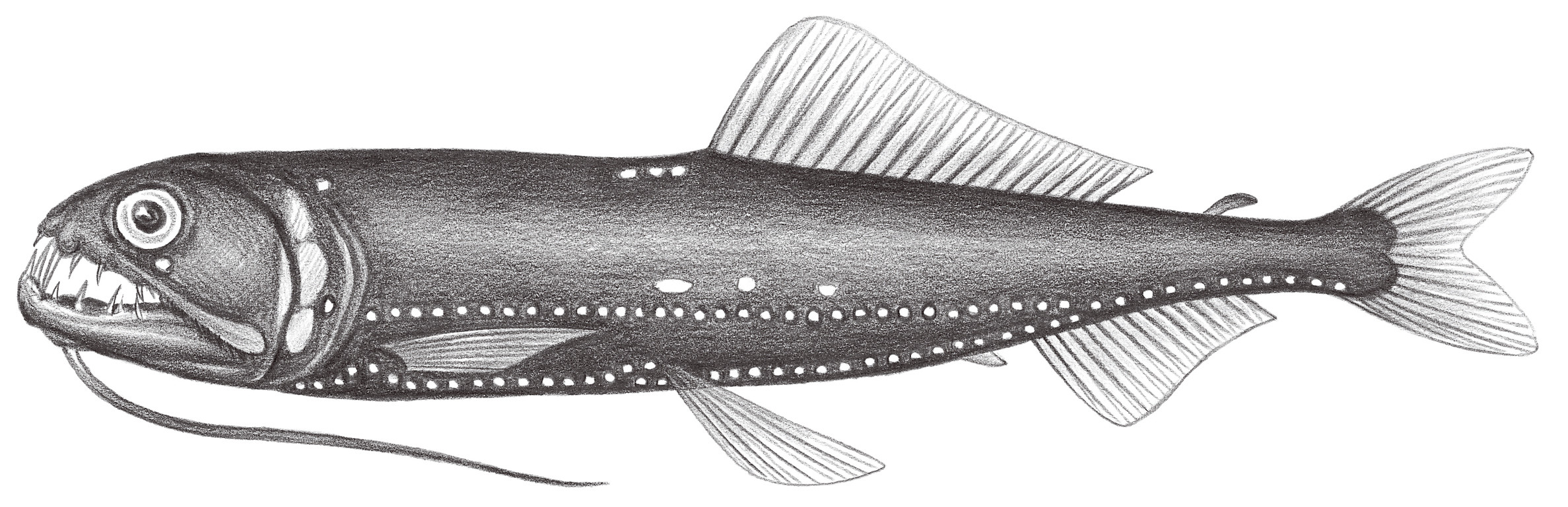 431.	印度太平洋食星魚 Astronesthes indopacifica Parin & Borodulina, 1997