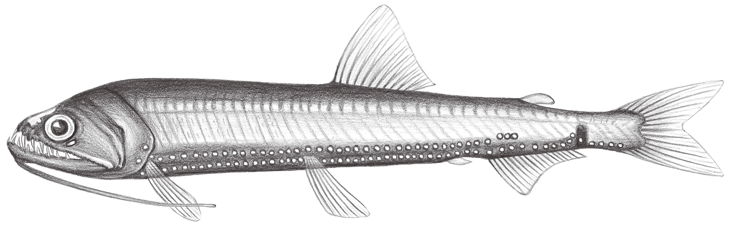 432.	螢光食星魚 Astronesthes lucifer Gilbert, 1905