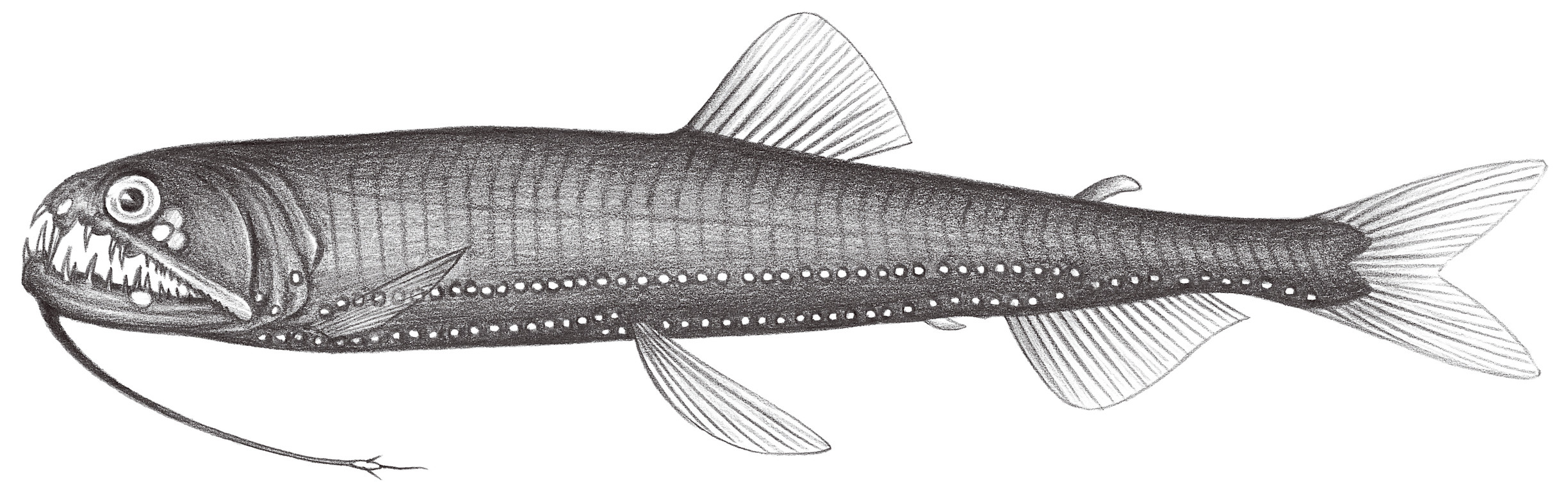 434.	三絲食星魚 Astronesthes trifibulata Gibbs, Amaoka & Haruta, 1984