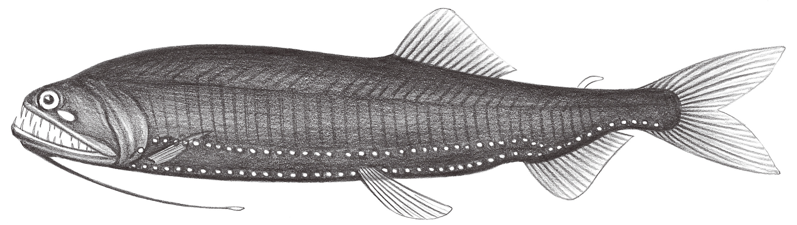 435.	掠食巨口食星魚 Borostomias elucens (Brauer, 1906)