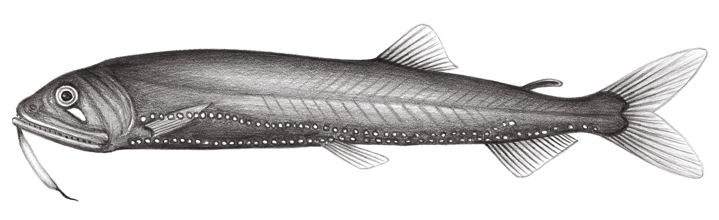 436.	真芒食星魚 Eupogonesthes xeniscus Parin & Borodulina, 1993