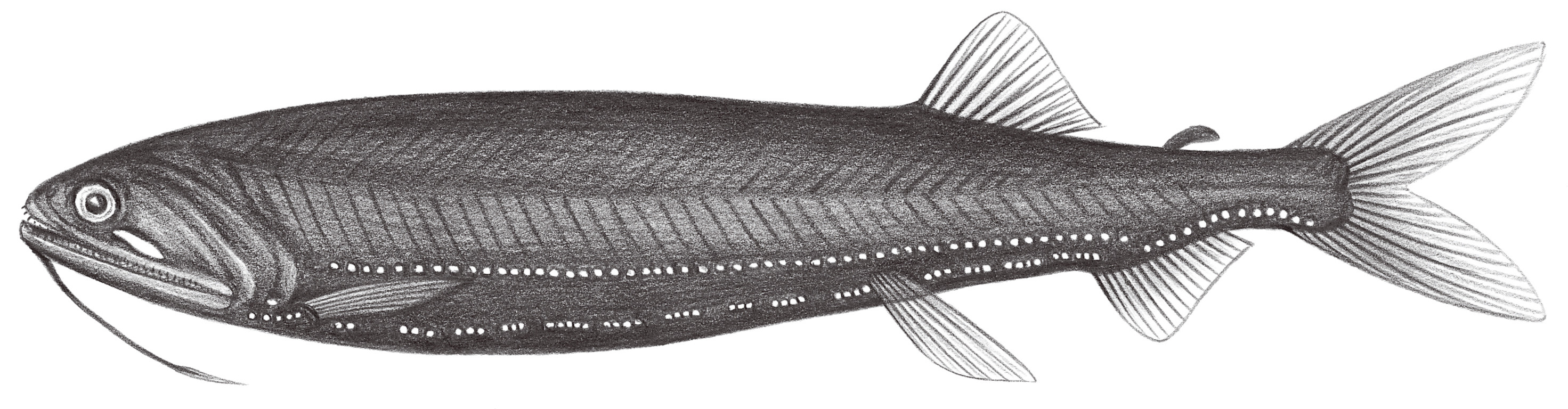 437.	蛇口異光魚 Heterophotus ophistoma Regan & Trenavas, 1929