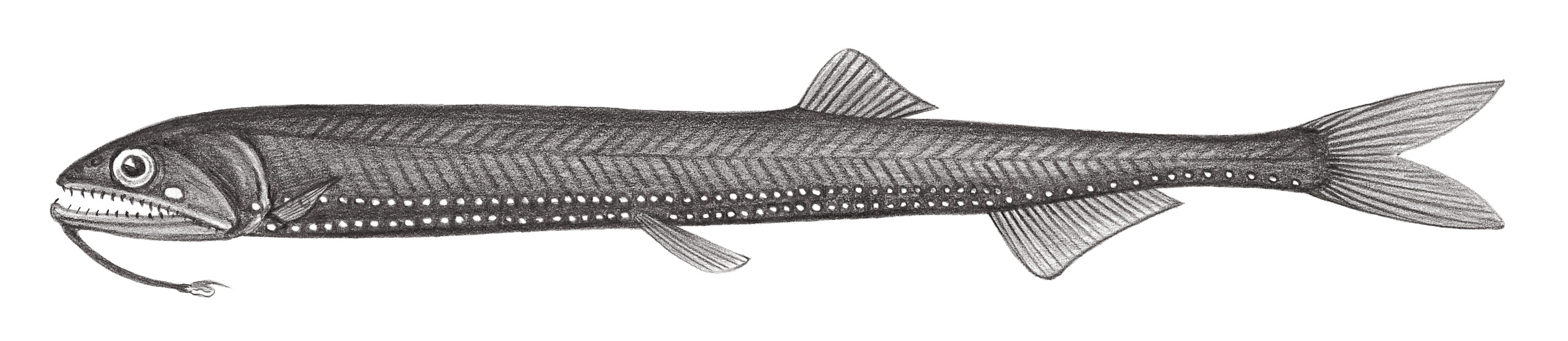 438.	細食星魚 Rhadinesthes decimus (Eugmayer, 1911)