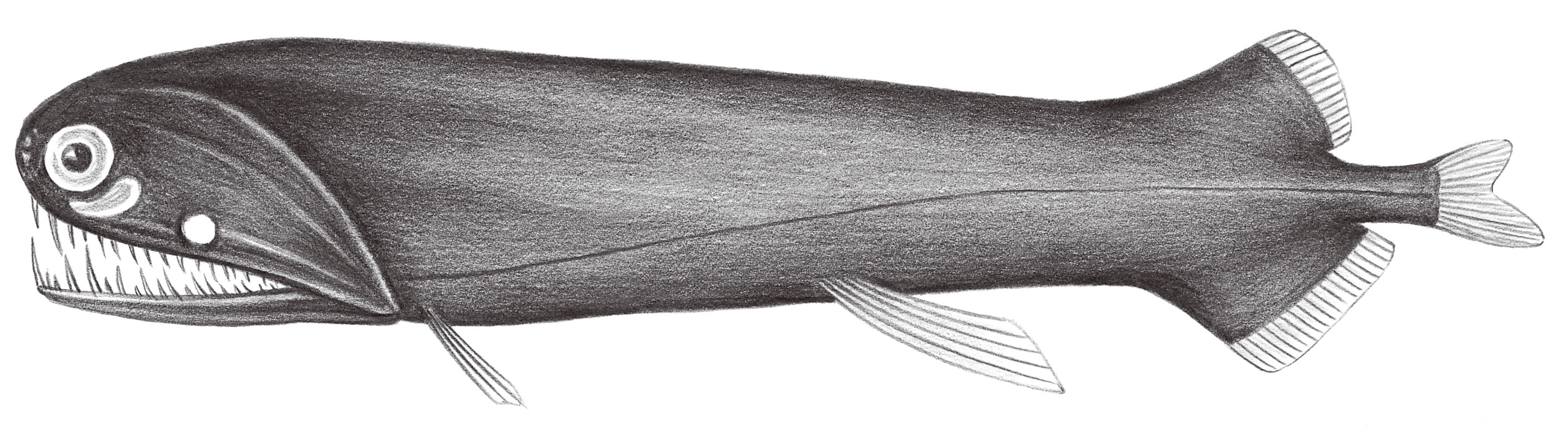 440.	黑柔骨魚 Malacosteus niger Ayres, 1848