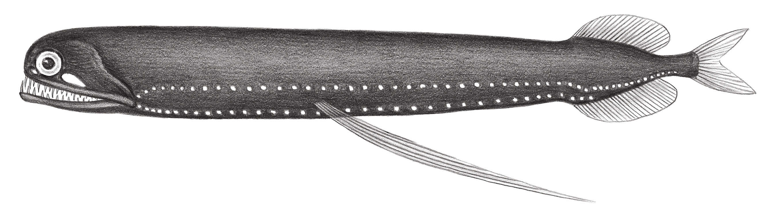 441.	格氏光巨口魚 Photostomias guernei Collett, 1889