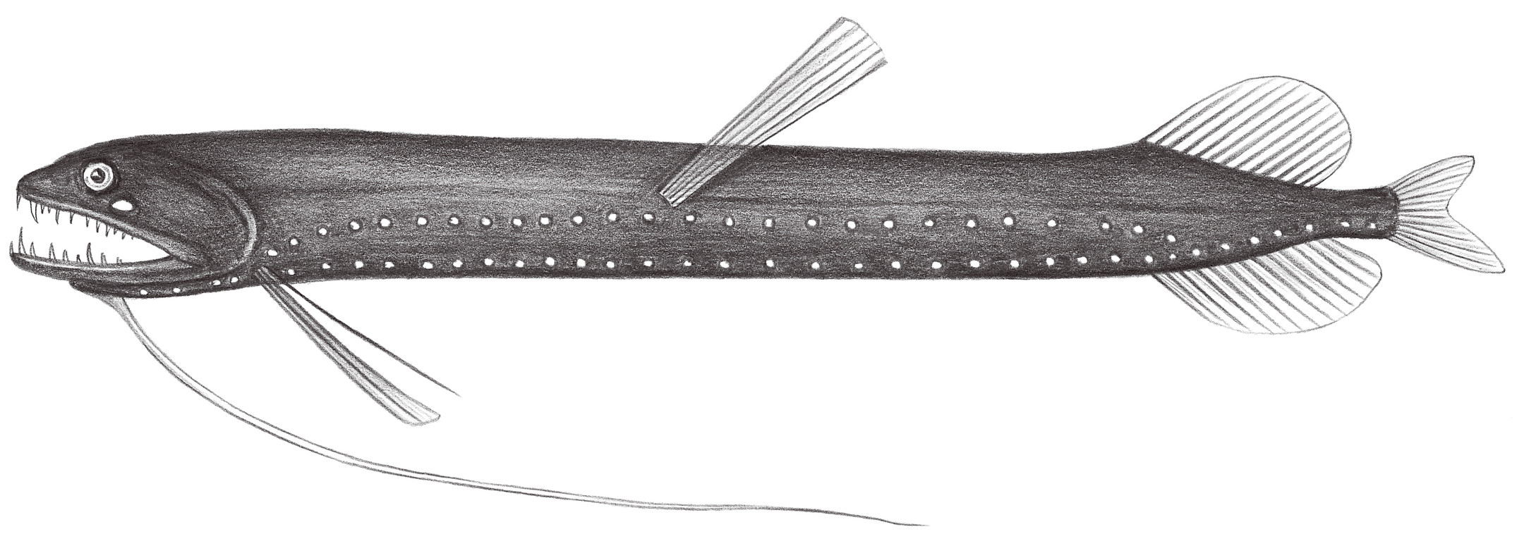 442.	四絲深巨口魚 Bathophilus kingi Barnett & Gibbs, 1968