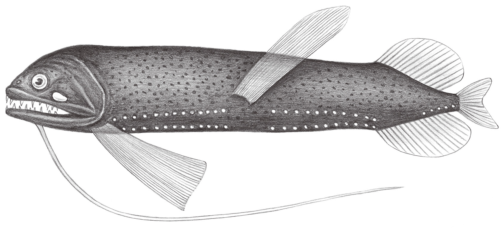 443.	多絲深巨口魚 Bathophilus nigerrimus Giglioli, 1882