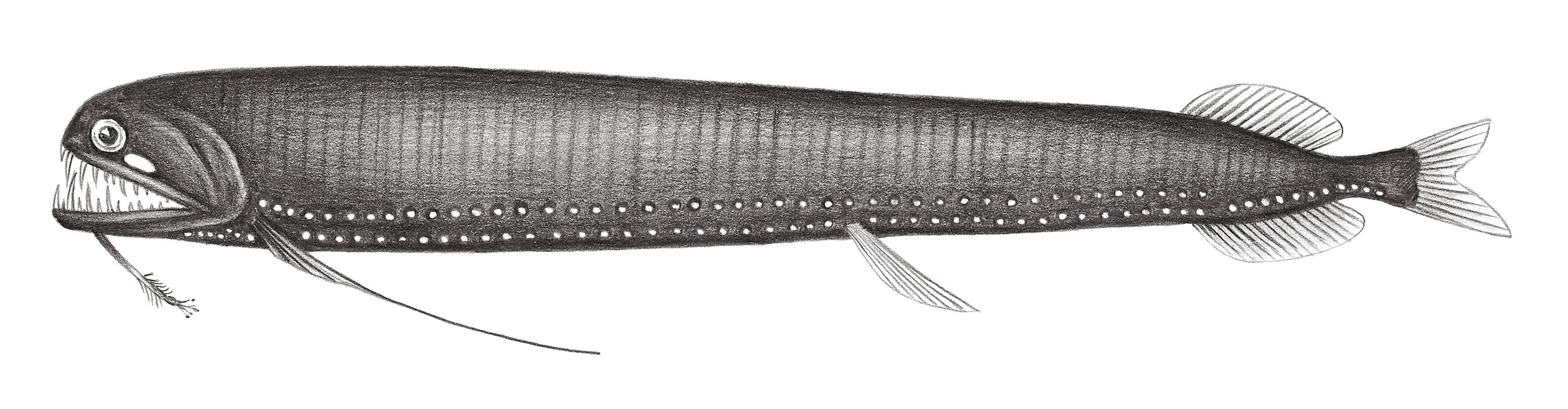 444.	單鬚刺巨口魚 Echiostoma barbatum Lowe, 1843