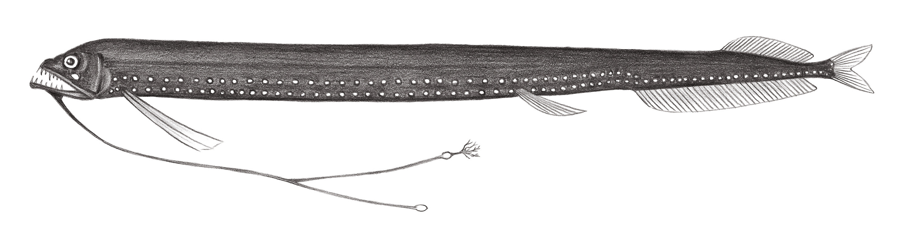 445.	歧鬚真巨口魚 Eustomia bifilis Gibbs, 1960