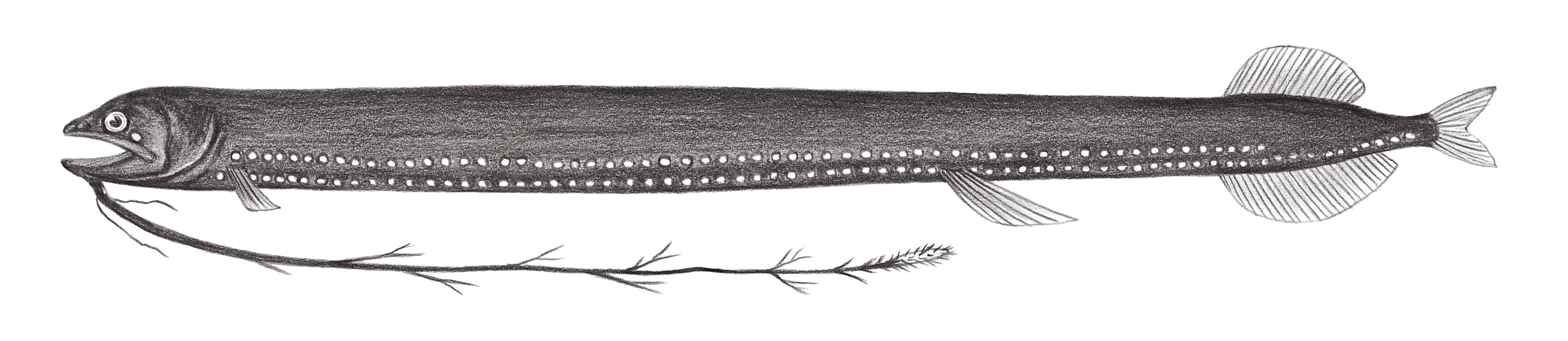 446.	多絲纖巨口魚 Leptostomias multifilis Imai, 1941