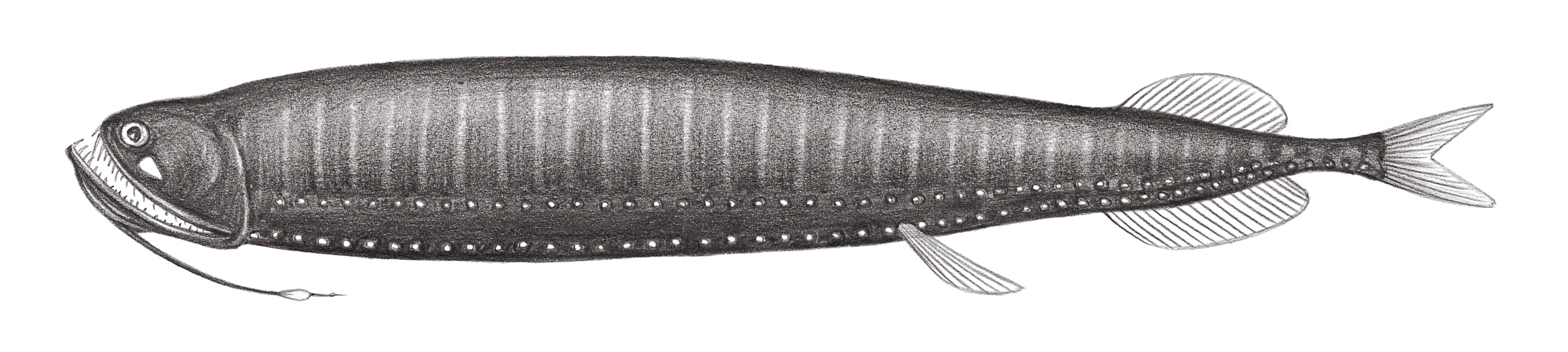 450.	白鰭光電魚 Photonectes albipennis (Döderlein, 1882)