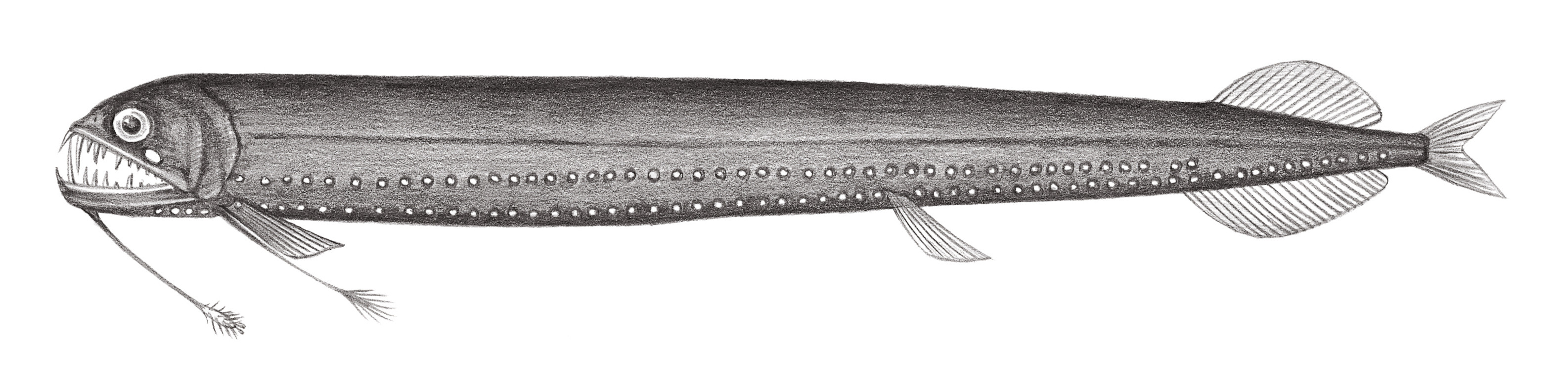 451.	纓光魚 Thysanactis dentex Regan & Trewavas, 1930