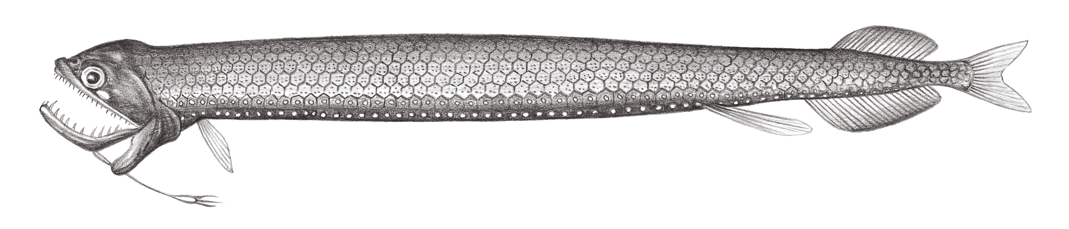 455.	雲斑巨口魚 Stomias nebulosus Alcock, 1889